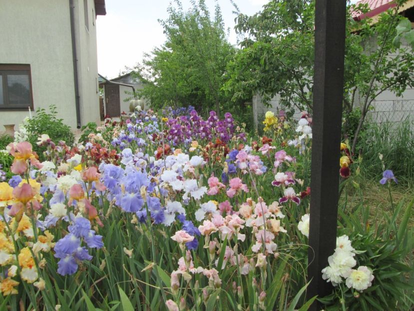  - Gradina cu irisi nr 2 in 2017