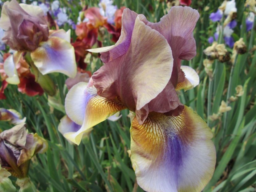  - Gradina cu irisi nr 2 in 2017