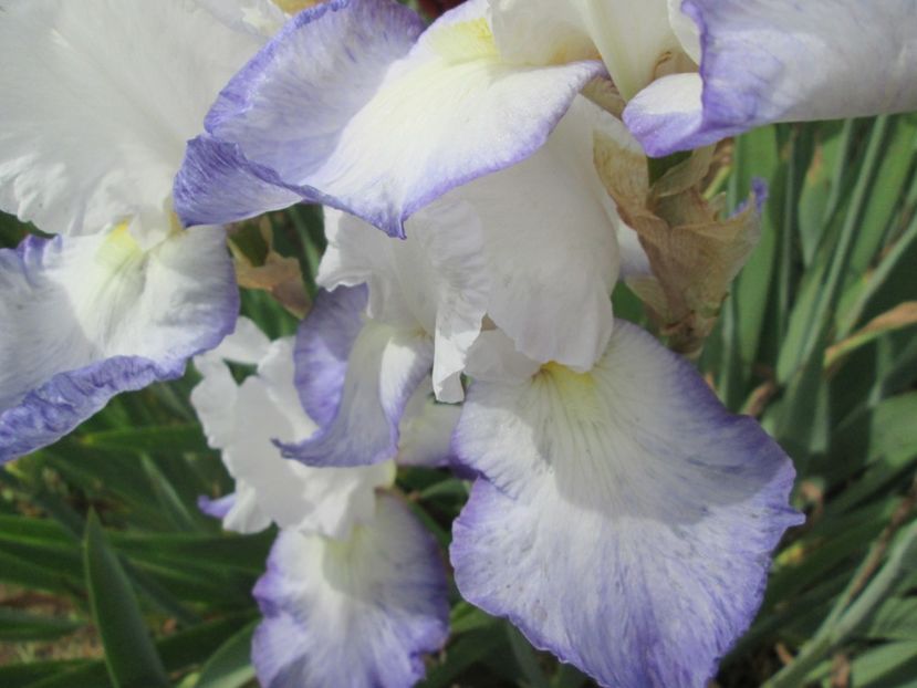  - Gradina cu irisi nr 2 in 2017