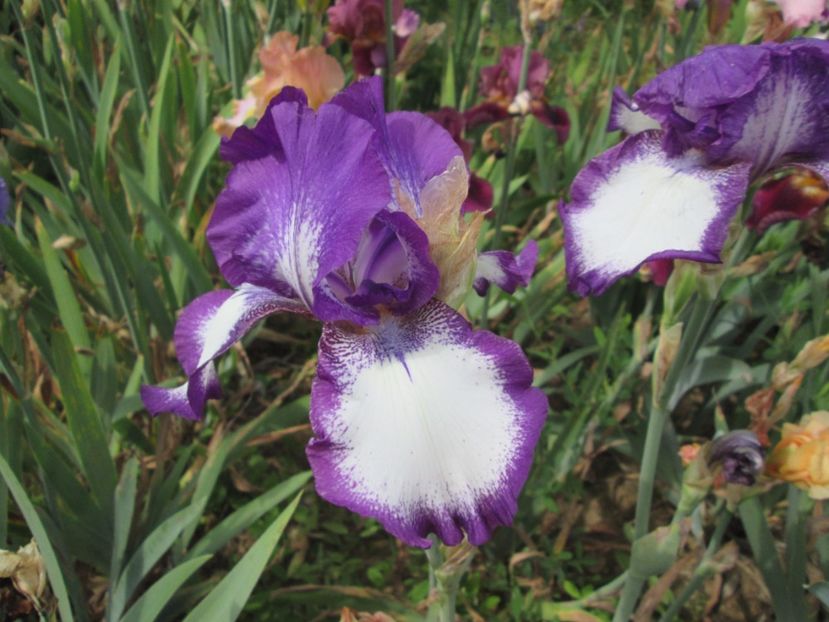  - Gradina cu irisi nr 2 in 2017