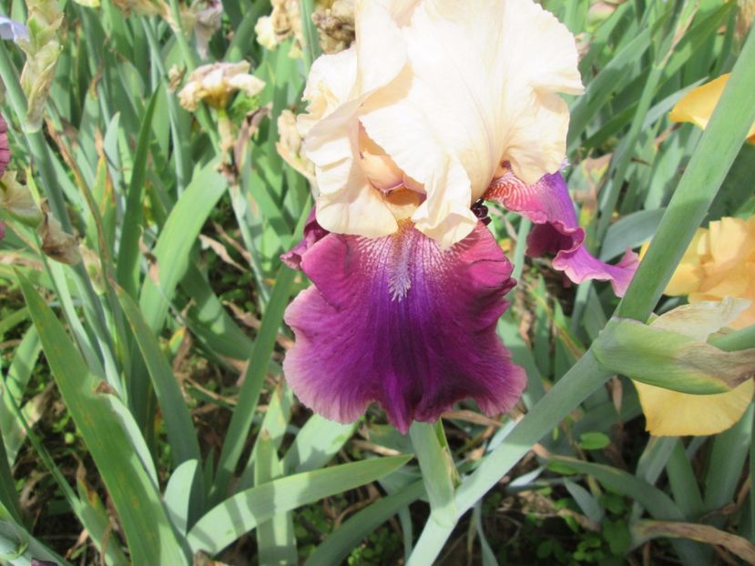  - Gradina cu irisi nr 2 in 2017