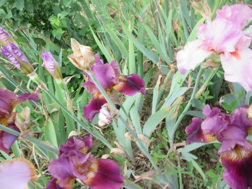  - Gradina cu irisi nr 2 in 2017
