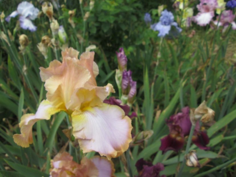  - Gradina cu irisi nr 2 in 2017