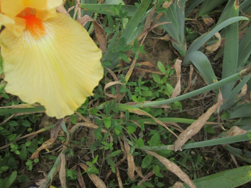  - Gradina cu irisi nr 2 in 2017