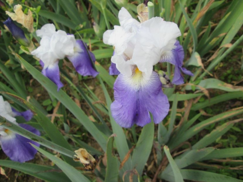  - Gradina cu irisi nr 2 in 2017