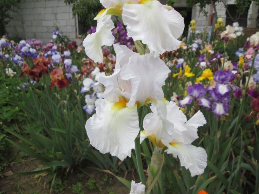  - Gradina cu irisi nr 2 in 2017