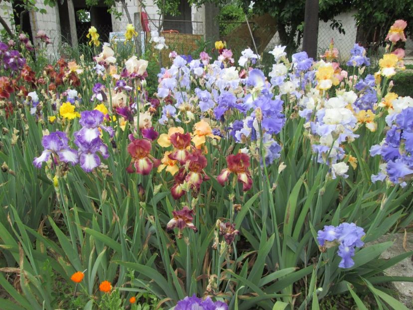  - Gradina cu irisi nr 2 in 2017