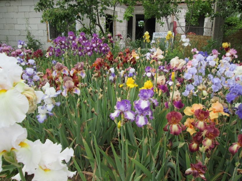  - Gradina cu irisi nr 2 in 2017