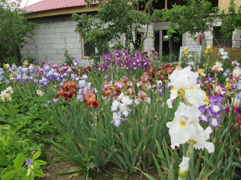  - Gradina cu irisi nr 2 in 2017