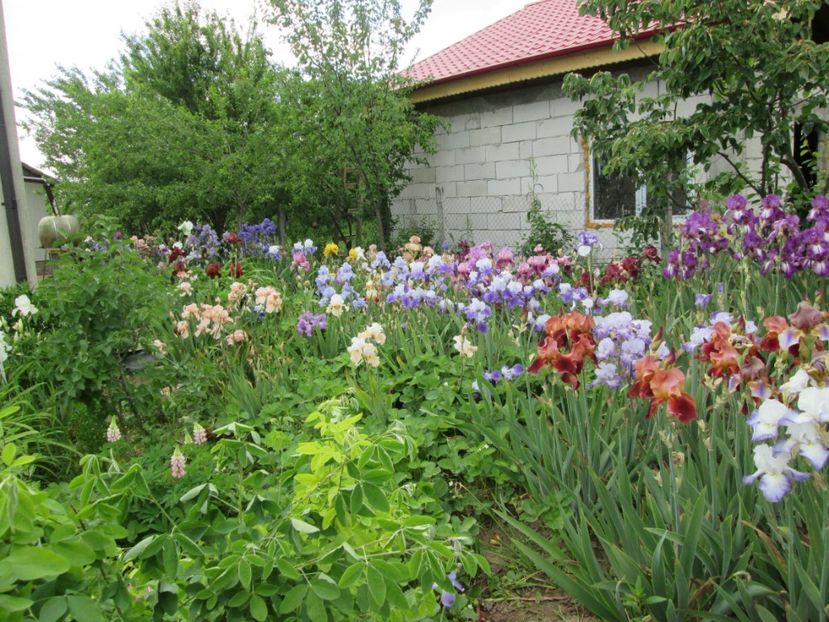  - Gradina cu irisi nr 2 in 2017