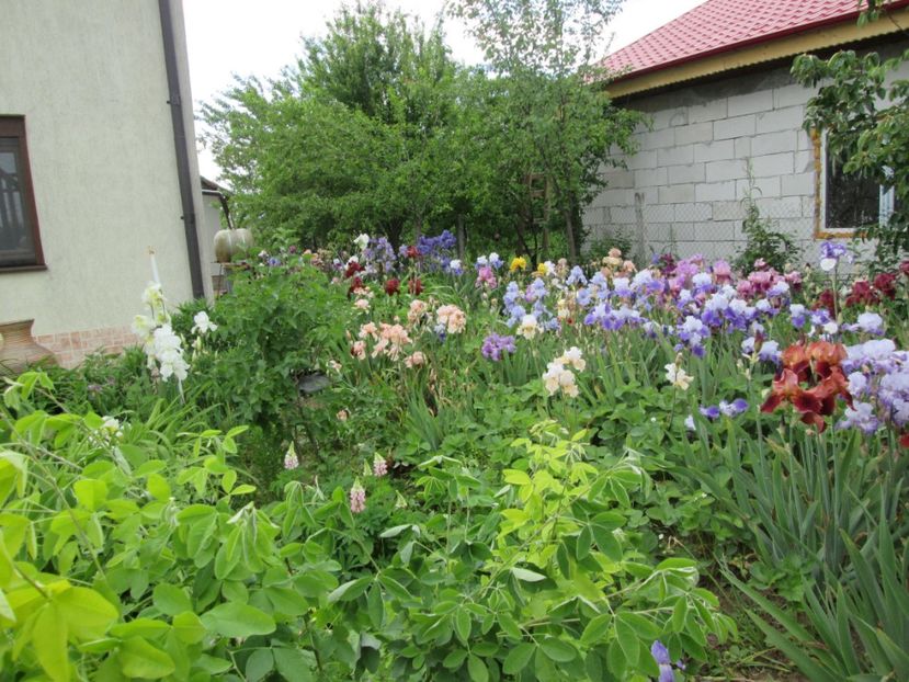  - Gradina cu irisi nr 2 in 2017