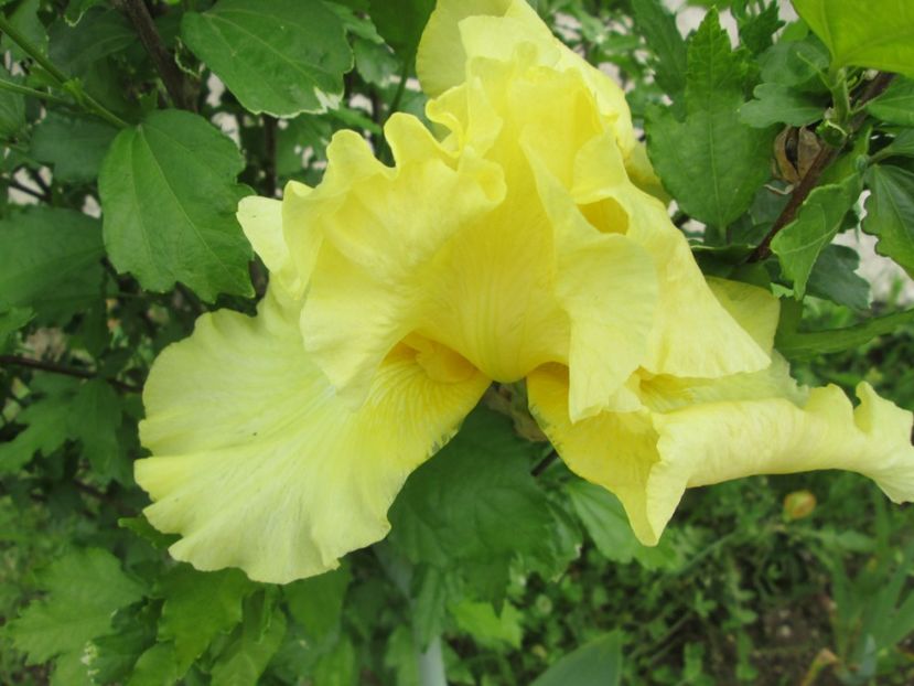  - Gradina cu irisi nr 2 in 2017