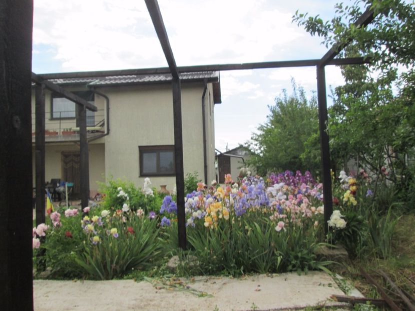  - Gradina cu irisi nr 2 in 2017