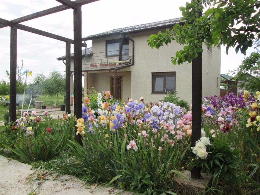  - Gradina cu irisi nr 2 in 2017