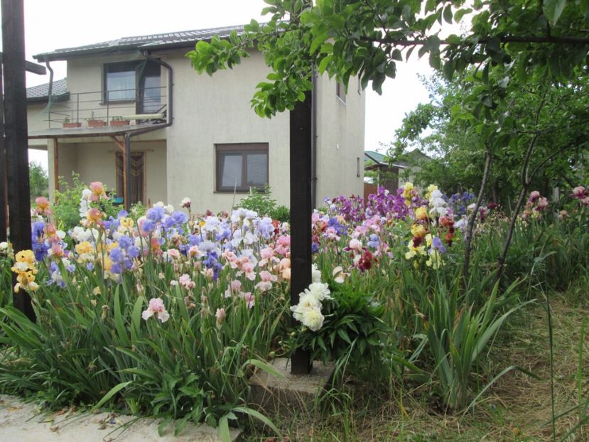  - Gradina cu irisi nr 2 in 2017
