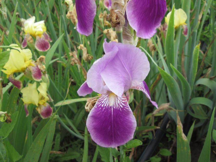  - Gradina cu irisi nr 2 in 2017