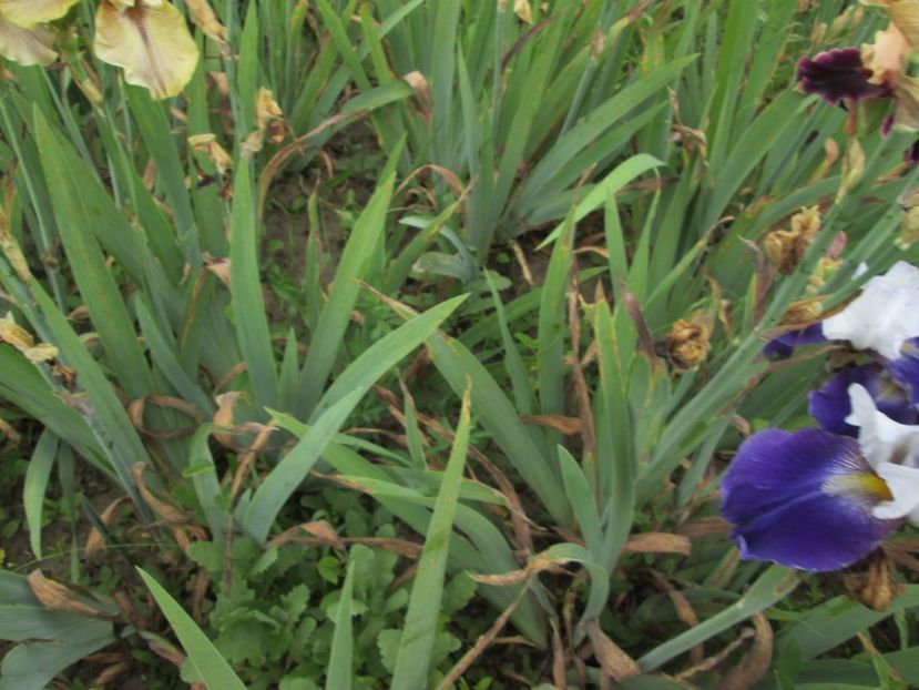  - Gradina cu irisi nr 2 in 2017