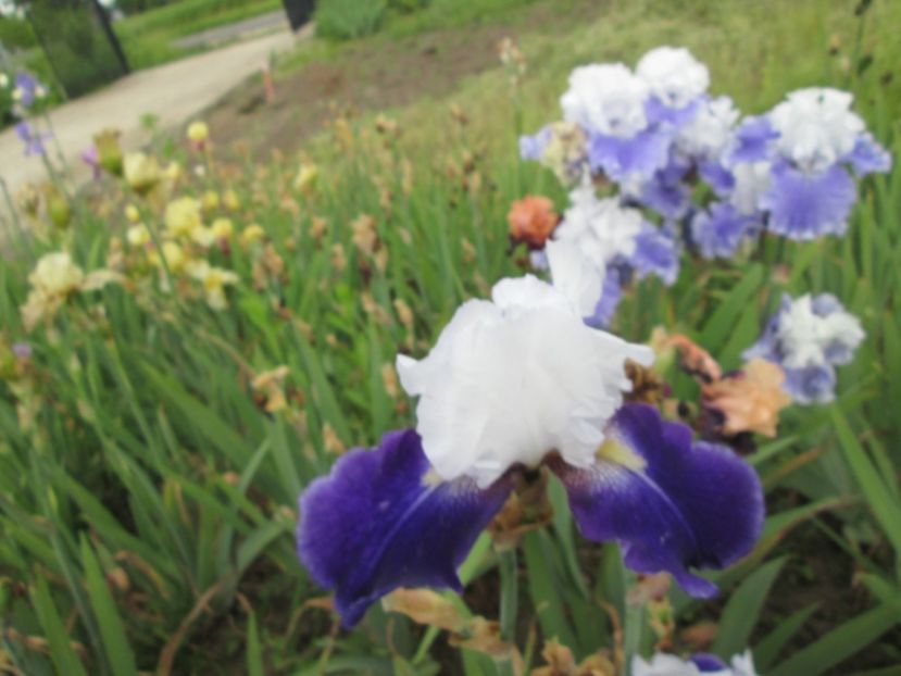  - Gradina cu irisi nr 2 in 2017