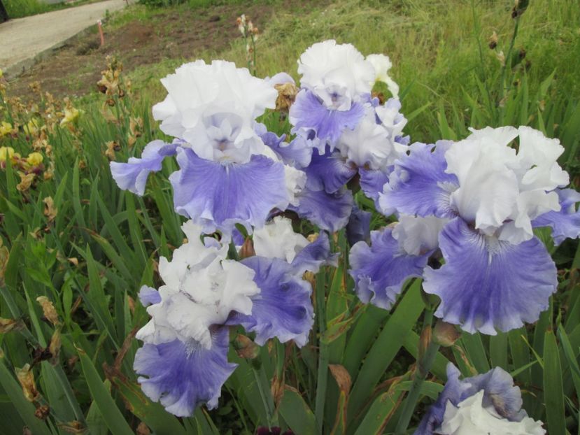  - Gradina cu irisi nr 2 in 2017
