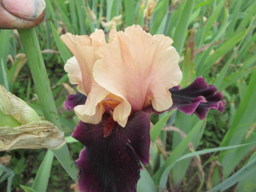  - Gradina cu irisi nr 2 in 2017