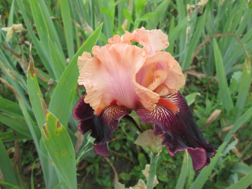  - Gradina cu irisi nr 2 in 2017