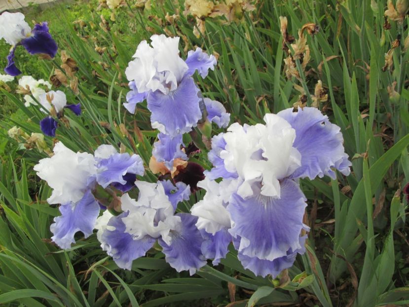  - Gradina cu irisi nr 2 in 2017