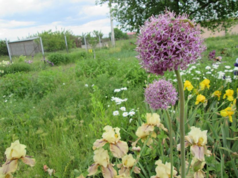  - Gradina cu irisi nr 2 in 2017