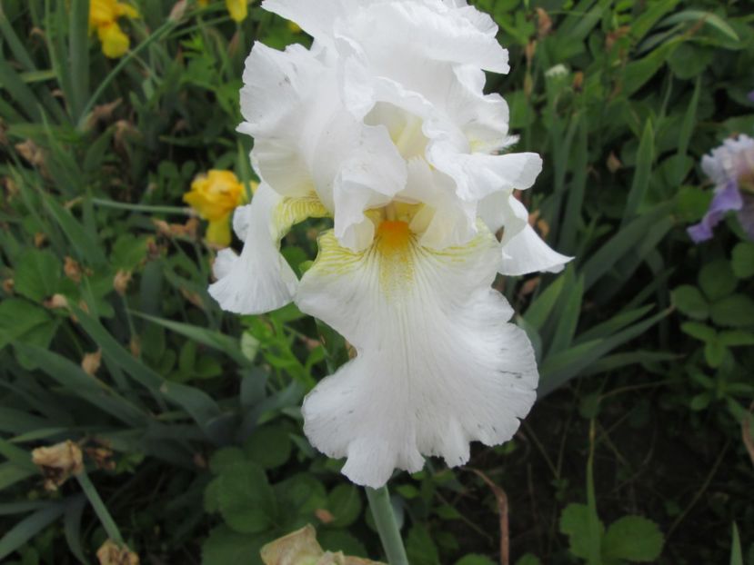  - Gradina cu irisi nr 2 in 2017