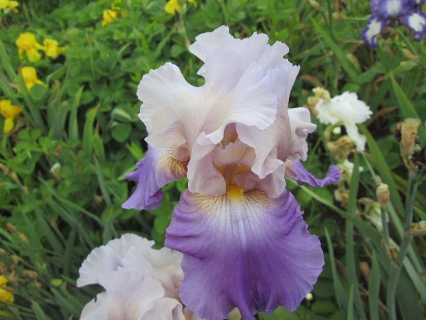  - Gradina cu irisi nr 2 in 2017