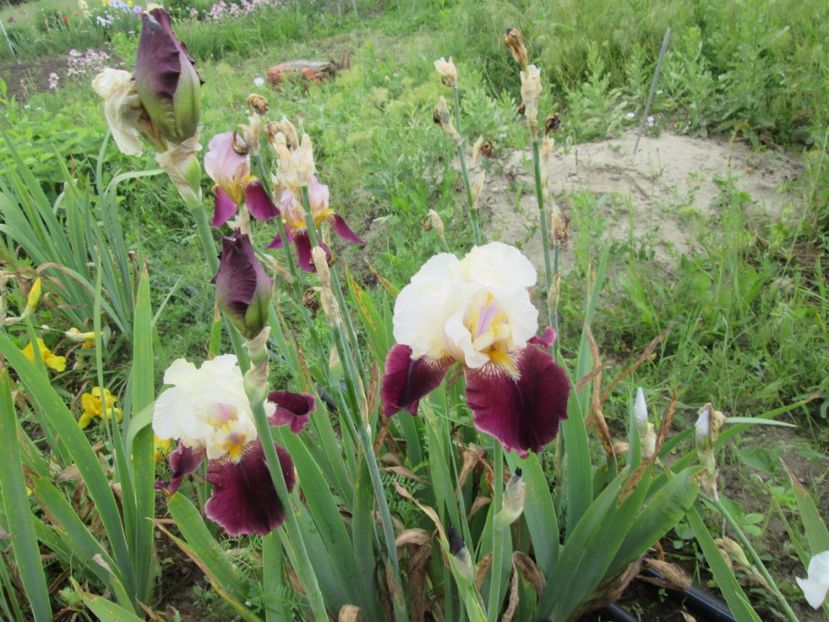  - Gradina cu irisi nr 2 in 2017