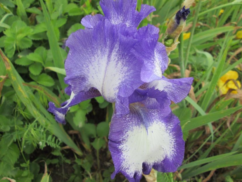  - Gradina cu irisi nr 2 in 2017