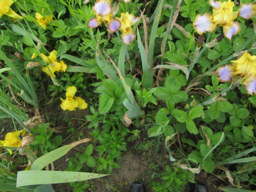  - Gradina cu irisi nr 2 in 2017