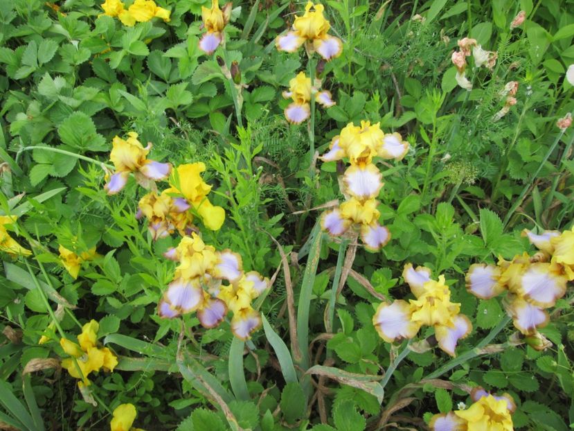  - Gradina cu irisi nr 2 in 2017