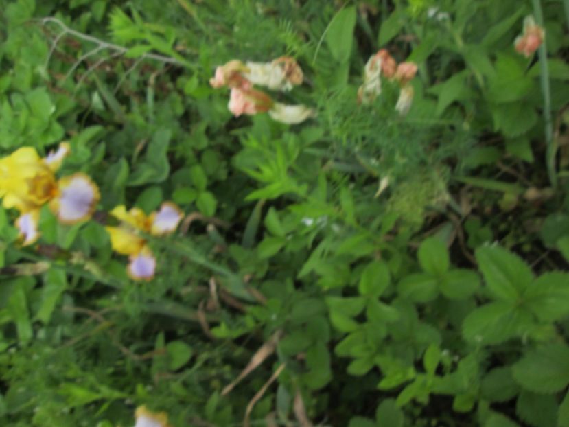  - Gradina cu irisi nr 2 in 2017