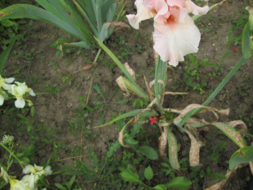  - Gradina cu irisi nr 2 in 2017