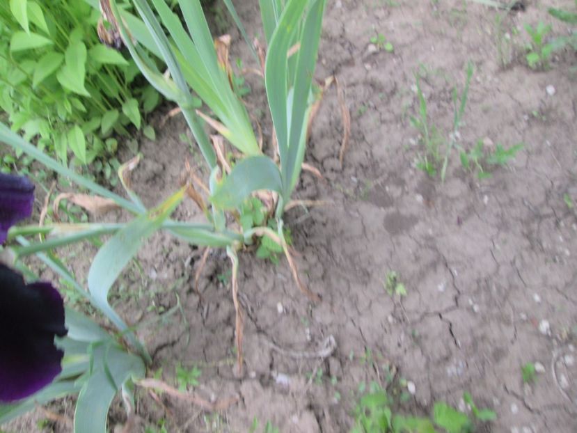  - Gradina cu irisi nr 2 in 2017