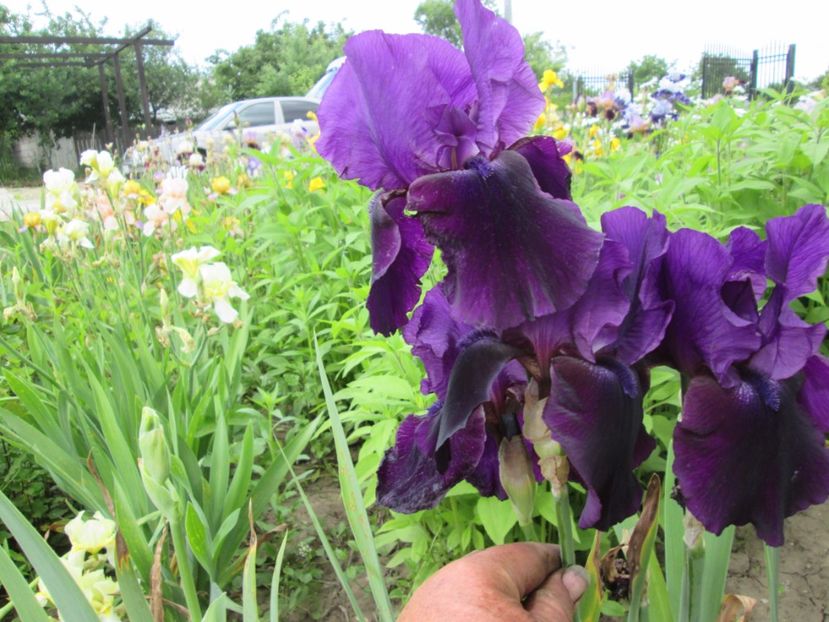  - Gradina cu irisi nr 2 in 2017