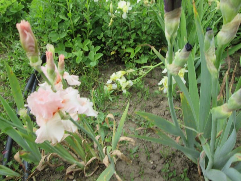  - Gradina cu irisi nr 2 in 2017