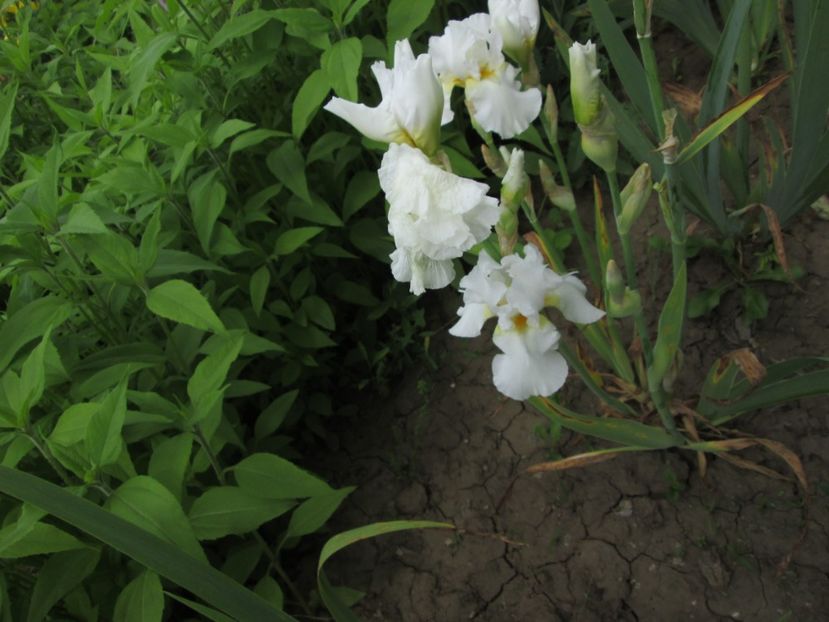  - Gradina cu irisi nr 2 in 2017