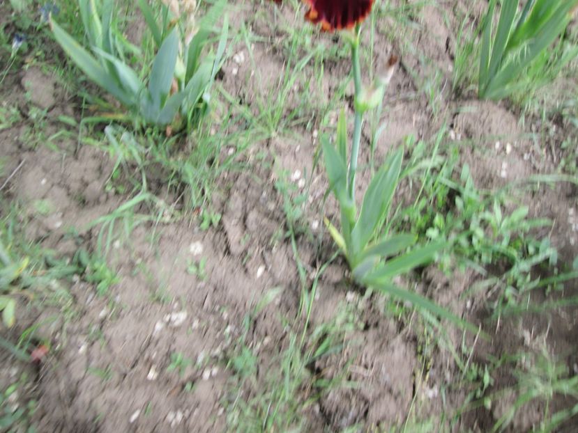  - Gradina cu irisi nr 2 in 2017