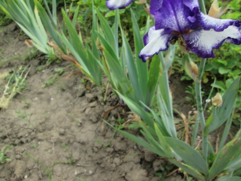  - Gradina cu irisi nr 2 in 2017