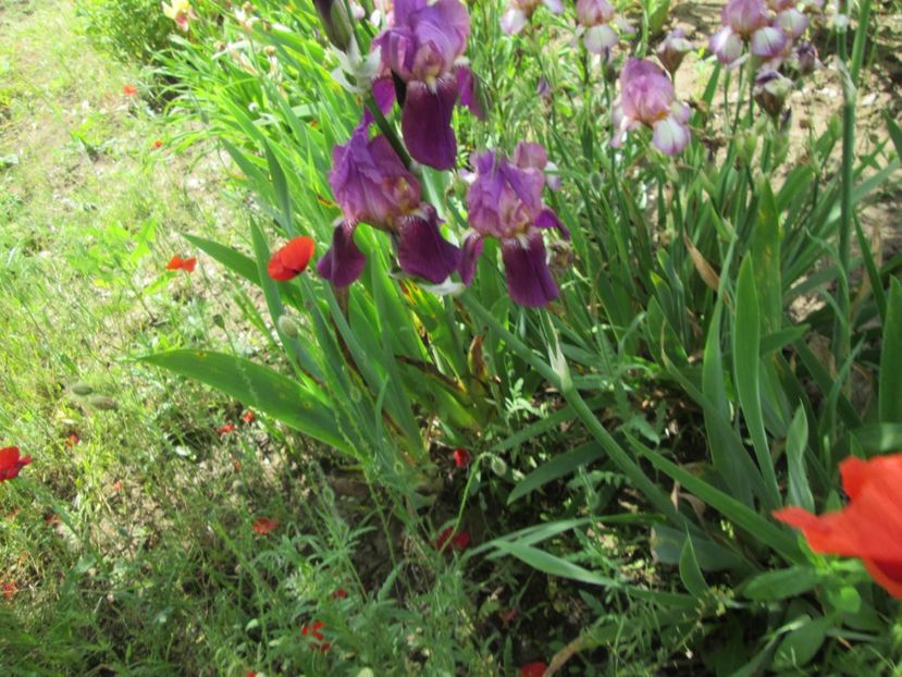  - Gradina cu irisi nr 2 in 2017