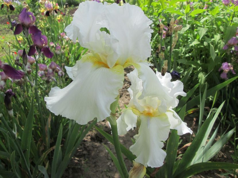  - Gradina cu irisi nr 2 in 2017