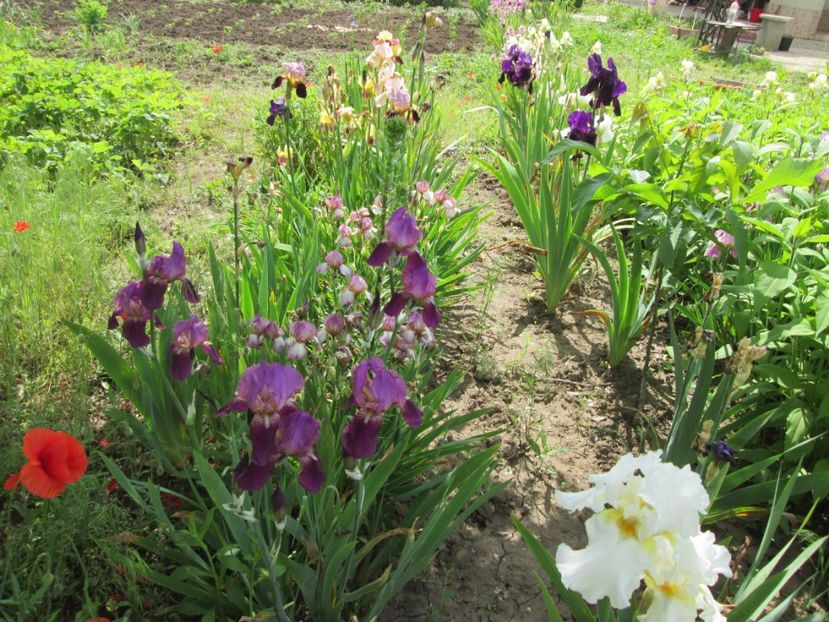  - Gradina cu irisi nr 2 in 2017