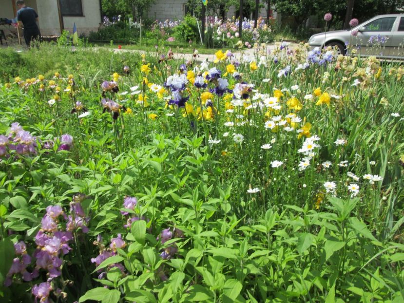  - Gradina cu irisi nr 2 in 2017
