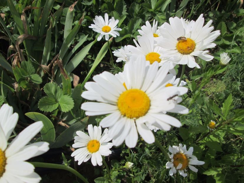  - Gradina cu irisi nr 2 in 2017