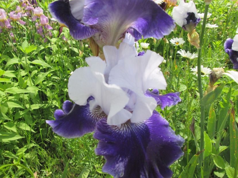  - Gradina cu irisi nr 2 in 2017