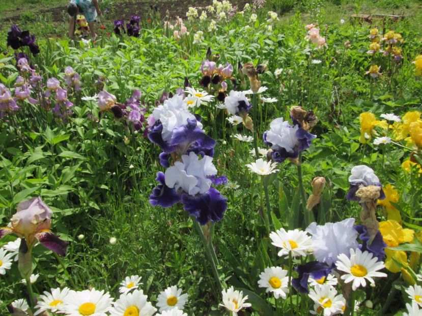  - Gradina cu irisi nr 2 in 2017