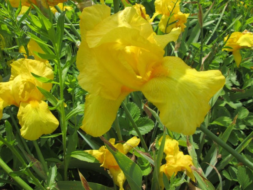  - Gradina cu irisi nr 2 in 2017