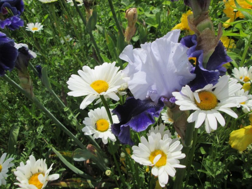  - Gradina cu irisi nr 2 in 2017